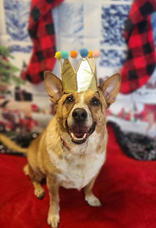 Picture of the Animal Listed